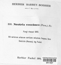 Neonectria coccinea image